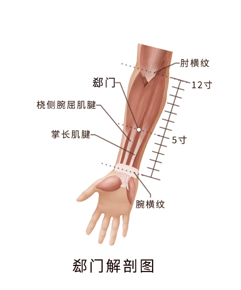 在前臂前区,腕掌侧远端横纹上5寸,掌长肌腱与桡侧腕屈肌腱之间